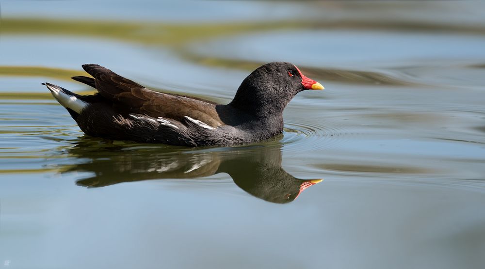 Zum heutigen Spiegeltag mal eine Teichralle (Gallinula chloropus) ...