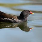 Zum heutigen Spiegeltag mal eine Teichralle (Gallinula chloropus) ...