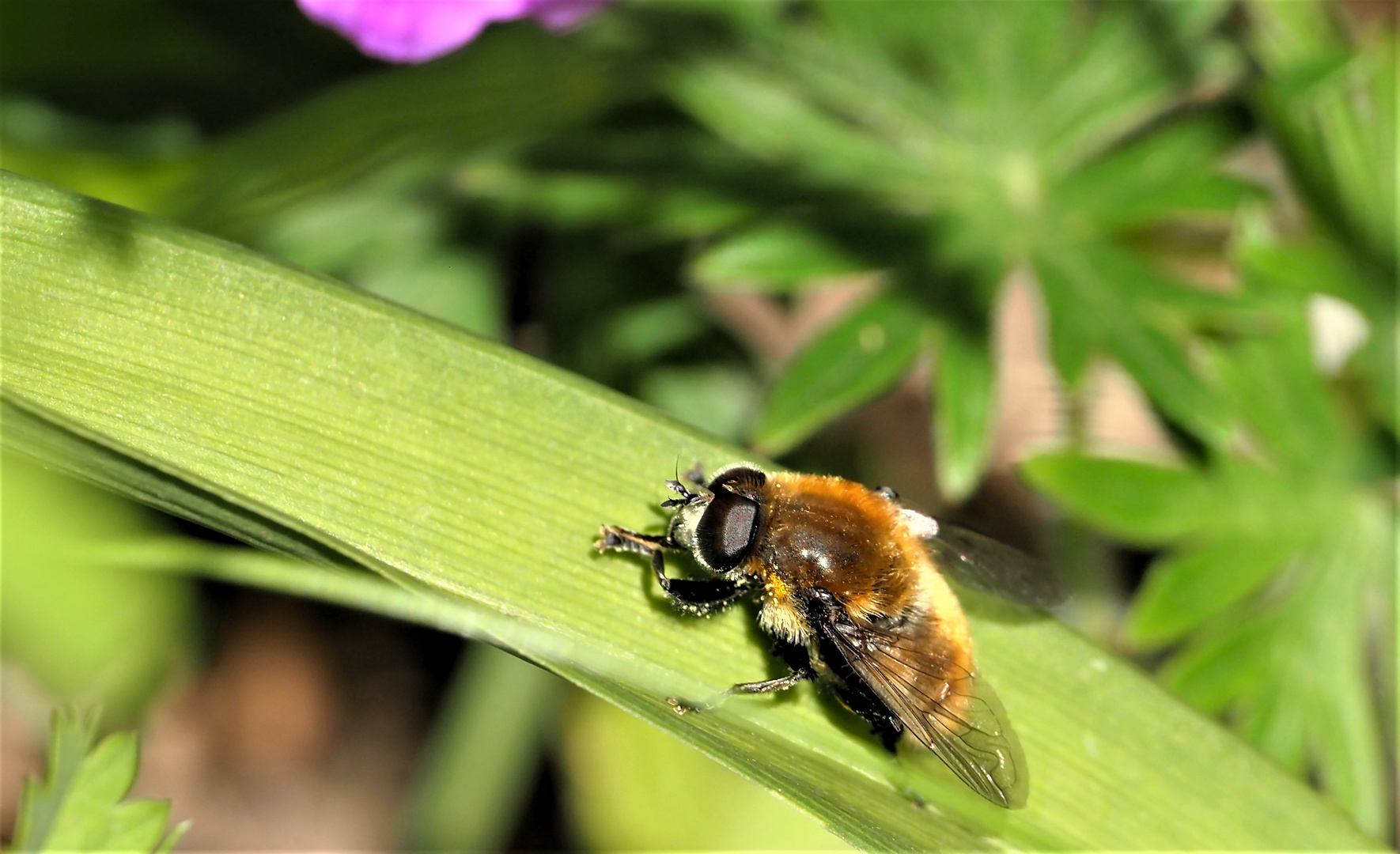 zum heutigen Tag der Bienen