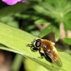 zum heutigen Tag der Bienen