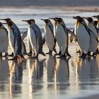 Zum heutigen Welt-Pinguin-Tag!