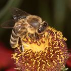 Zum heutigen Weltbienentag