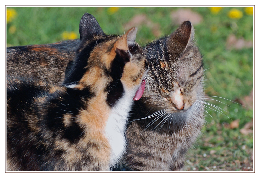 Zum heutigen Weltkatzentag.....