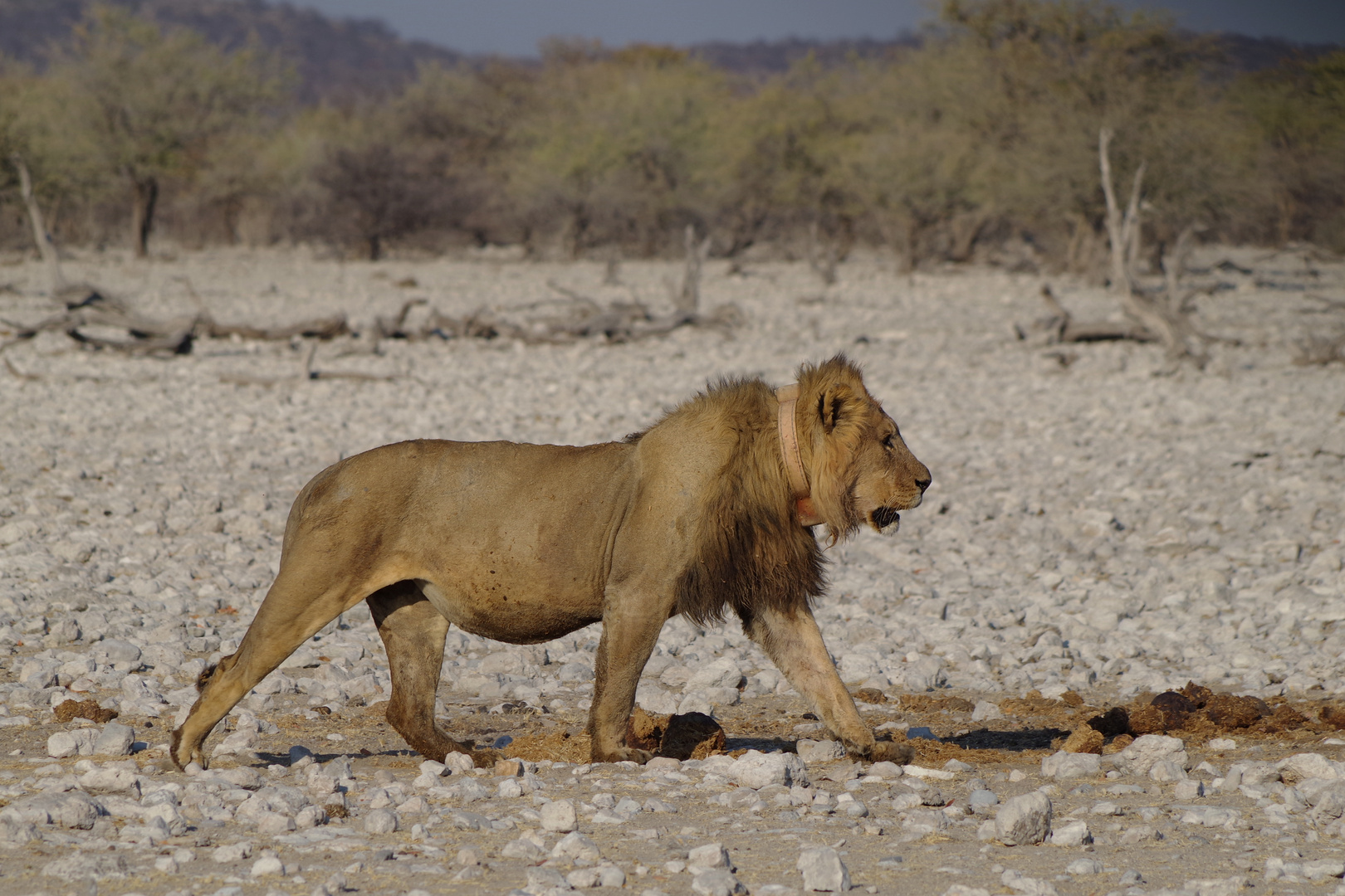 zum heutigen "World Lion Day 2018"