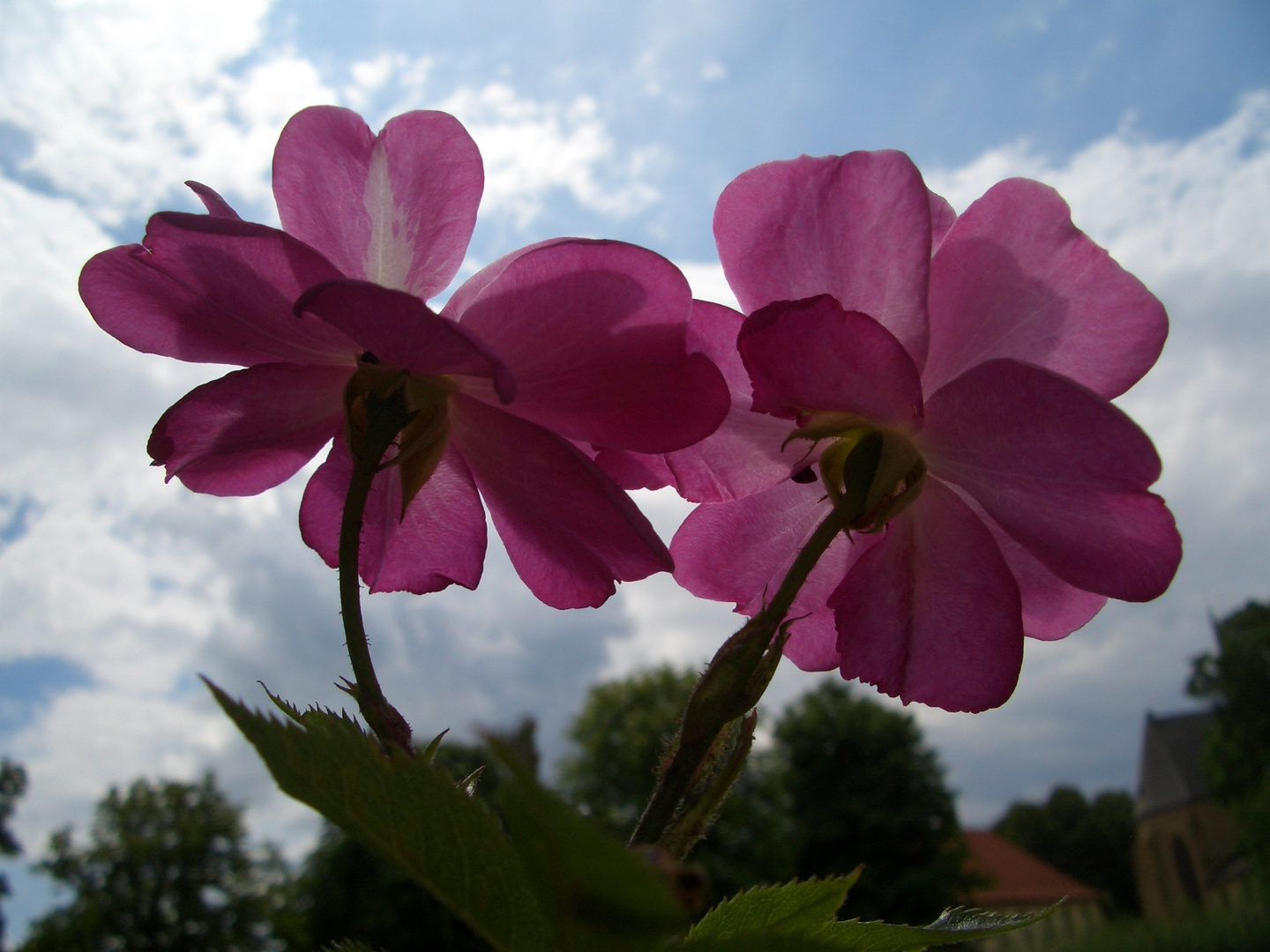 Zum Himmel hinauf gesehnt