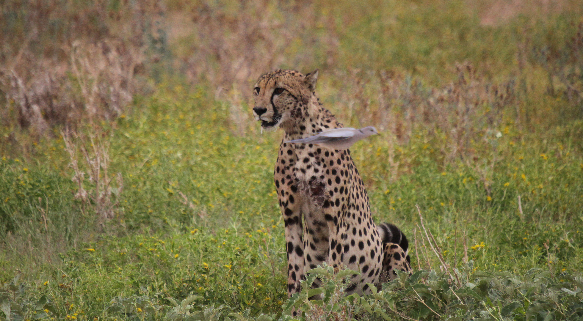 Zum International Cheetah Day 