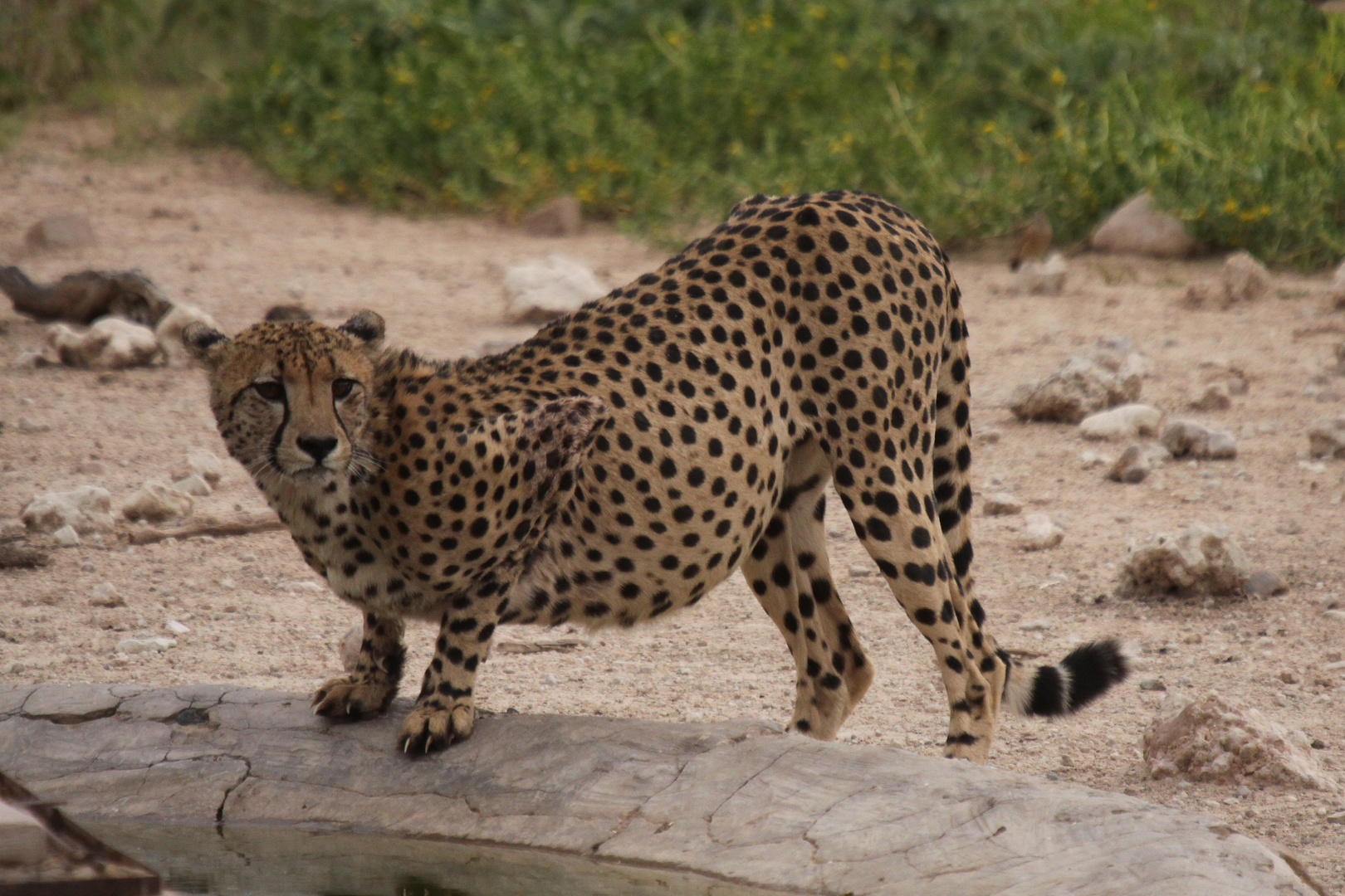 Zum International Cheetah Day 