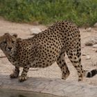 Zum International Cheetah Day 