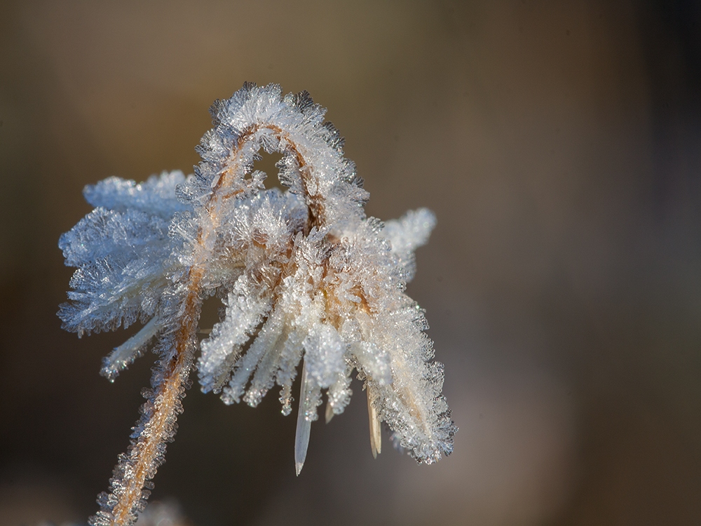 Zum Jahresausklang noch ein paar Frostbilder