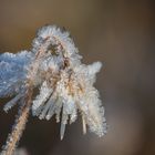 Zum Jahresausklang noch ein paar Frostbilder