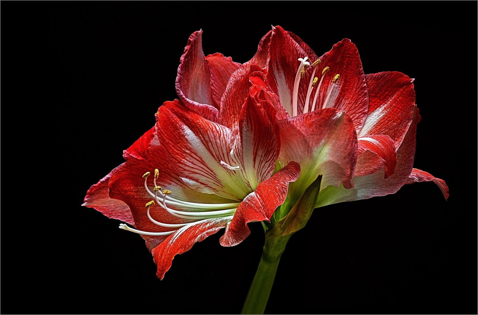 Zum Jahreswechsel gab es auf unserer Fensterbank ein Blumen Feuerwerk