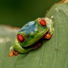 Zum Jahreswechsel nochmal einen kleinen Knallfrosch