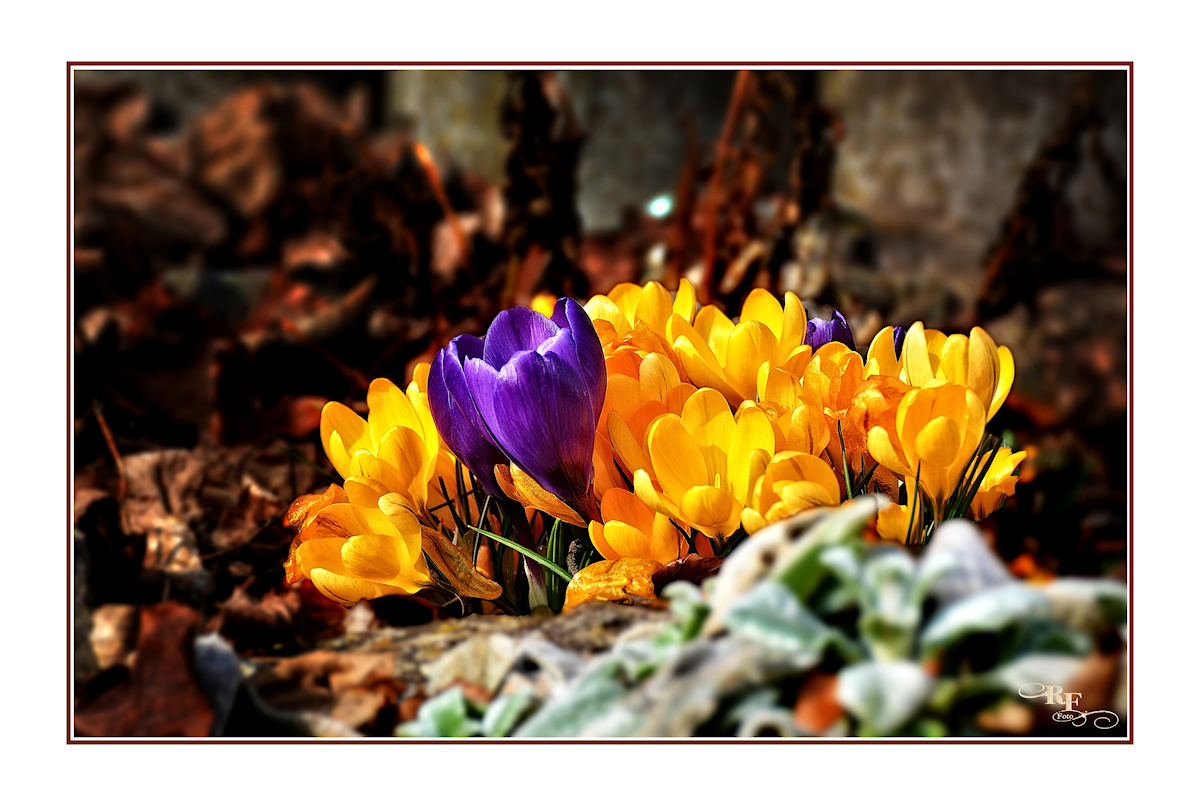 Zum kalendarischen Frühlingsanfang