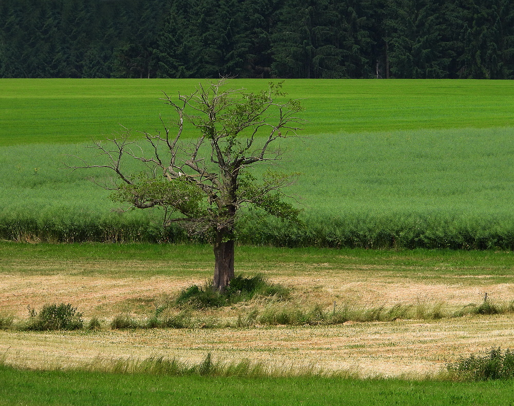 Zum kalendarischen Sommeranfang