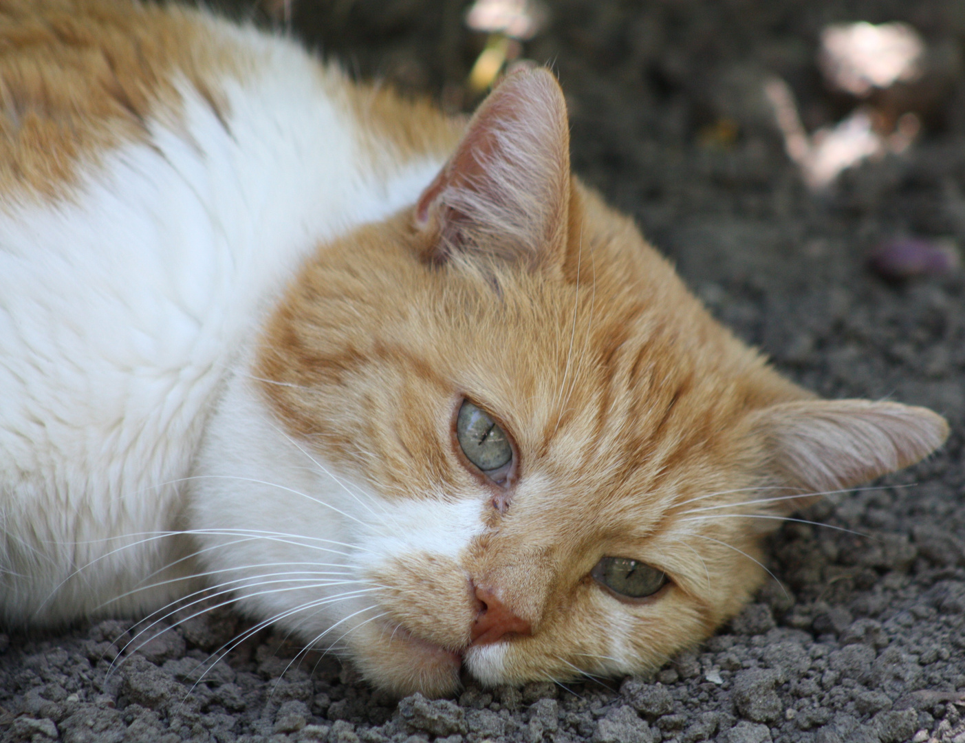 Zum Katzenwelttag denken wir alle auch an Pinky, der leider vor kurzem verstorben ist.