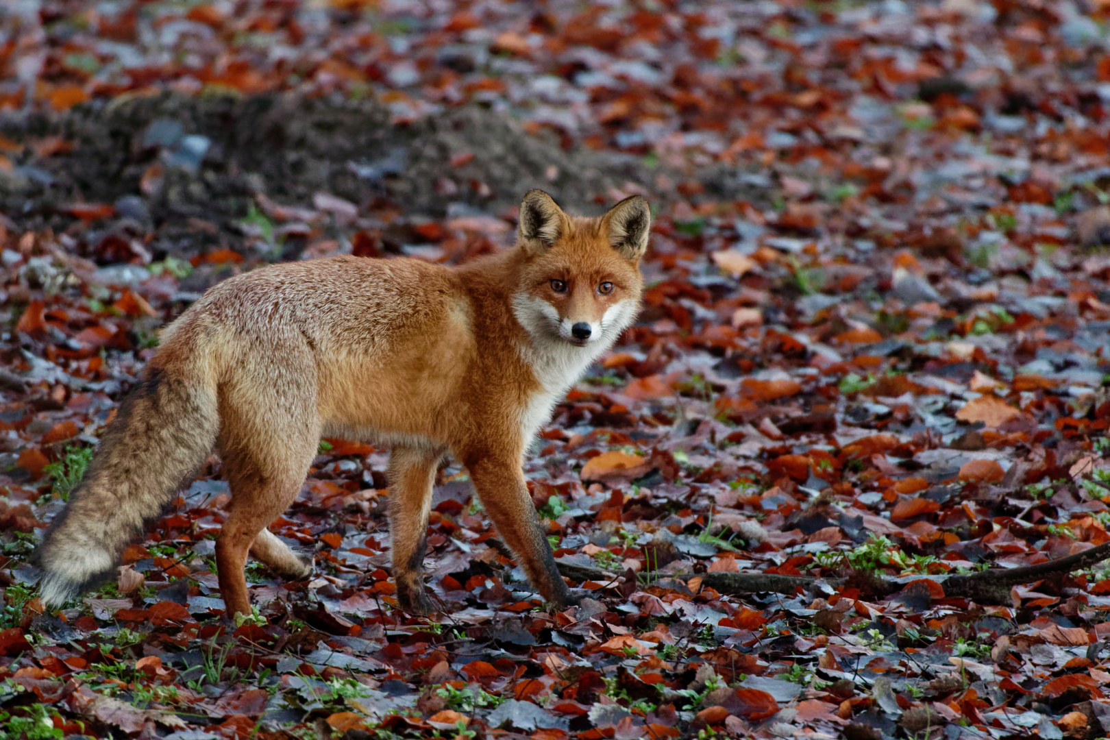 Zum knuddeln schön... Rotfuchs Vulpes vulpes