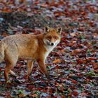 Zum knuddeln schön... Rotfuchs Vulpes vulpes