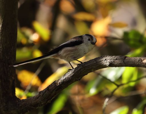 .*.*.*.*.*   zum Knuddeln süß .*.*.*.*.*