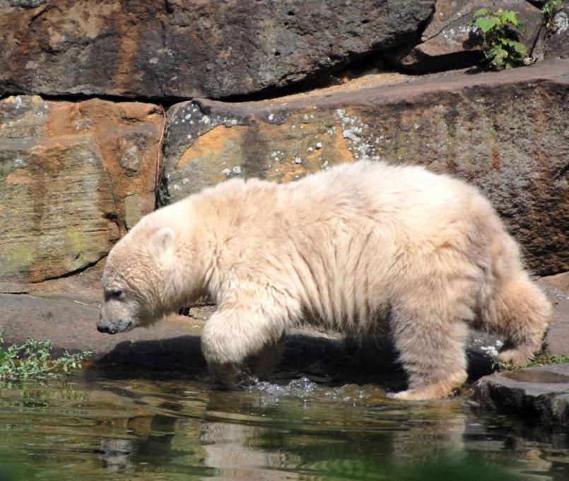 Zum Knut-schen