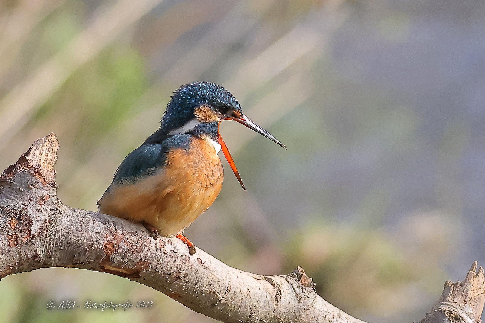 Zum Kotzen, dieses Wetter...! Foto & Bild tiere, wildlife, wild