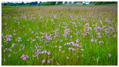 Zum Kuckuck mit der Wiese