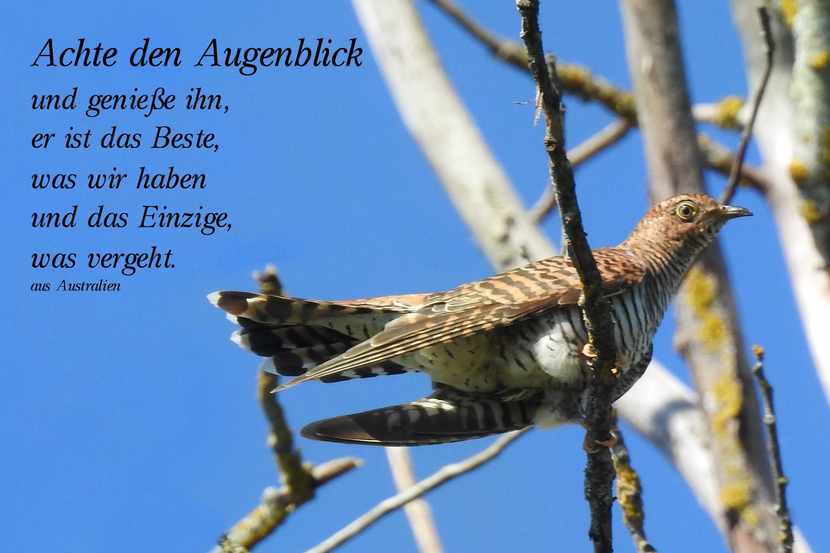 zum Kuckuck nochmal...