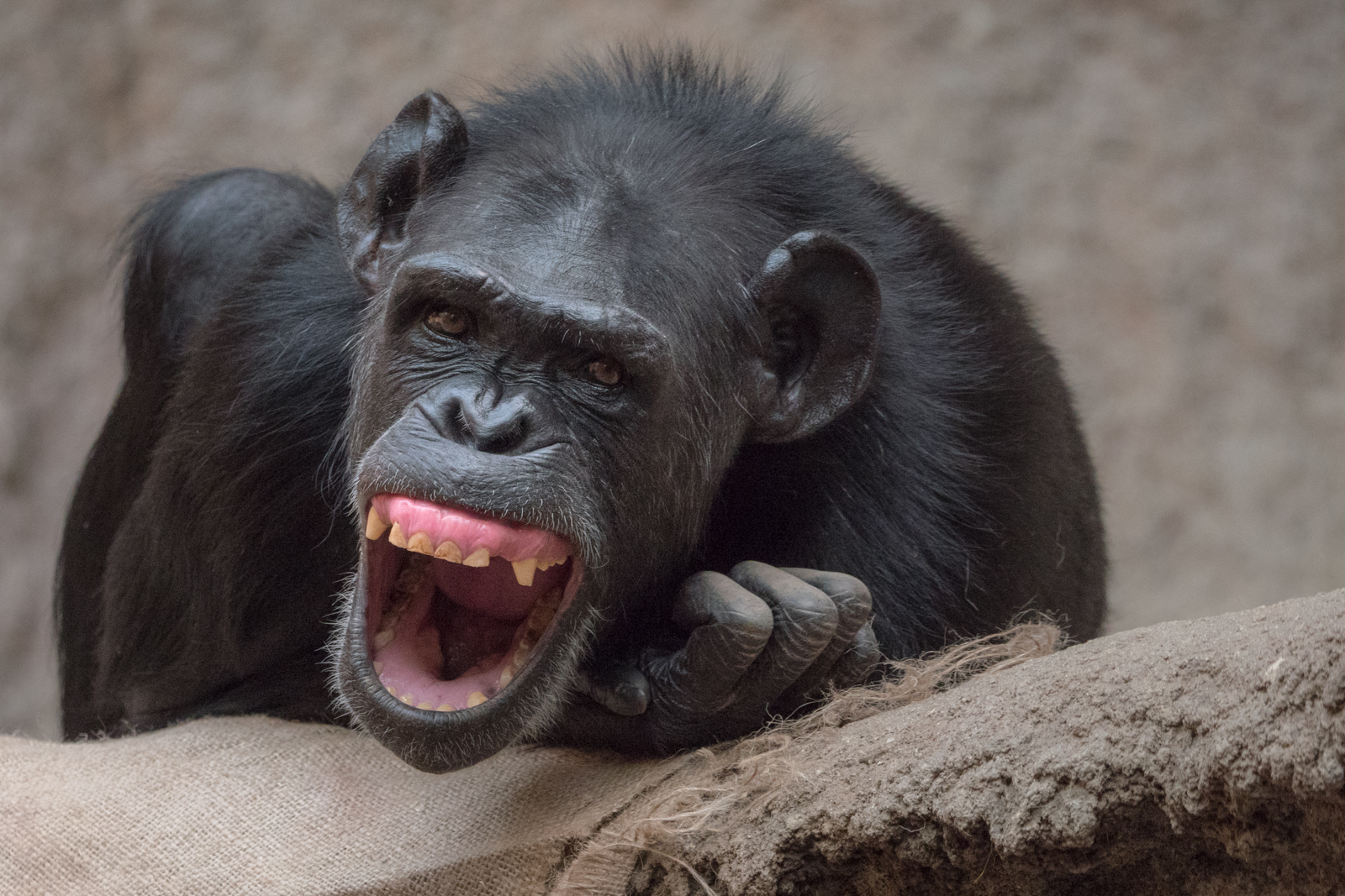 Zum Lachen Foto Bild tiere zoo natur Bilder auf Zum Lachen Foto Bild tiere zoo natur Bilder auf