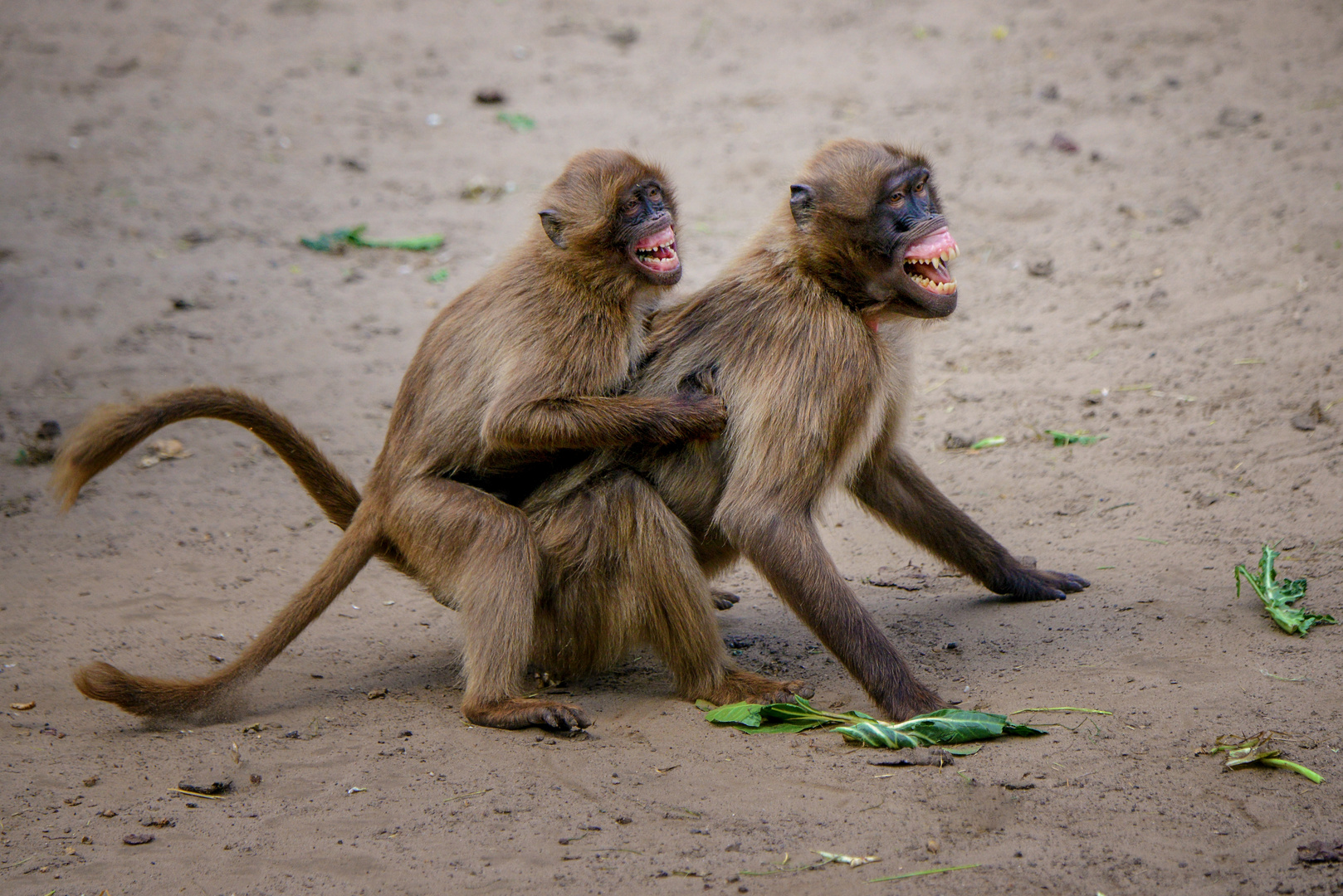Zum Lachen Foto Bild natur tiere s ugetiere Bilder Zum Lachen Foto Bild natur tiere s ugetiere Bilder
