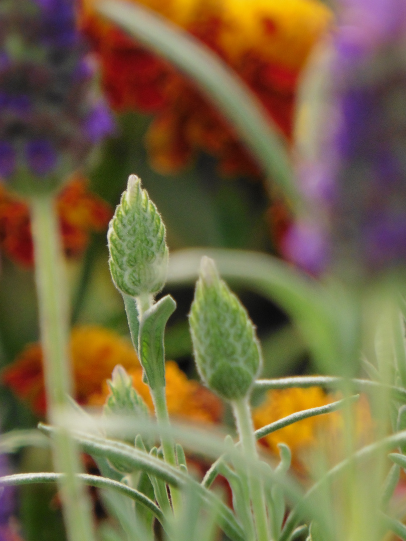 Zum Lavendel