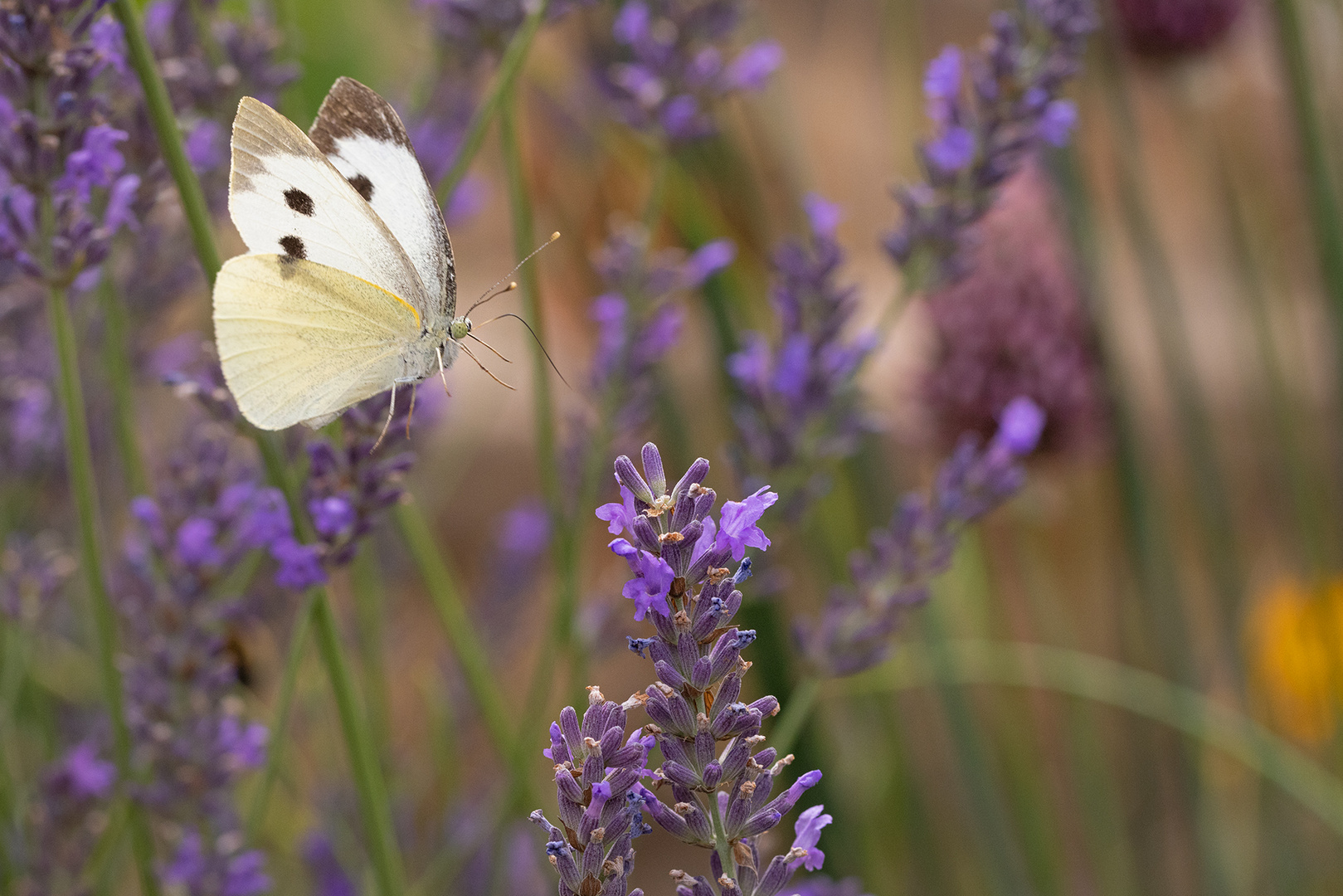 ... zum Lavendel ...