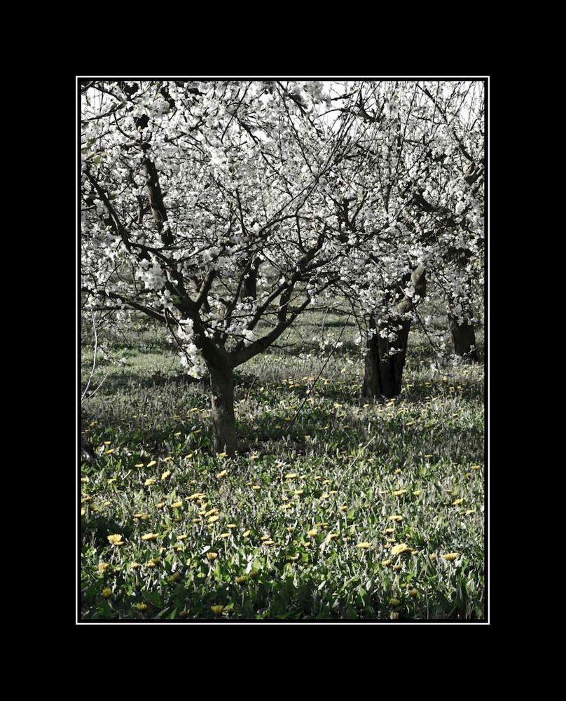 ... (zum Letzten) der letzte Frühling ...