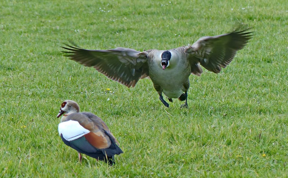 Zum letzten mal verschwinde aus meinem Revier. Foto & Bild tiere