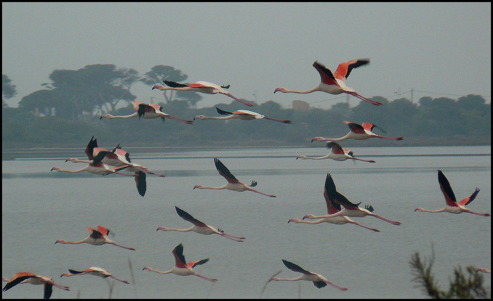 Zum letzten Mal....Flamingos!