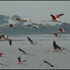 Zum letzten Mal....Flamingos!