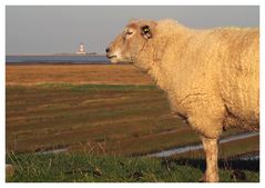 Zum Leuchtturm? Immer der Nase nach!