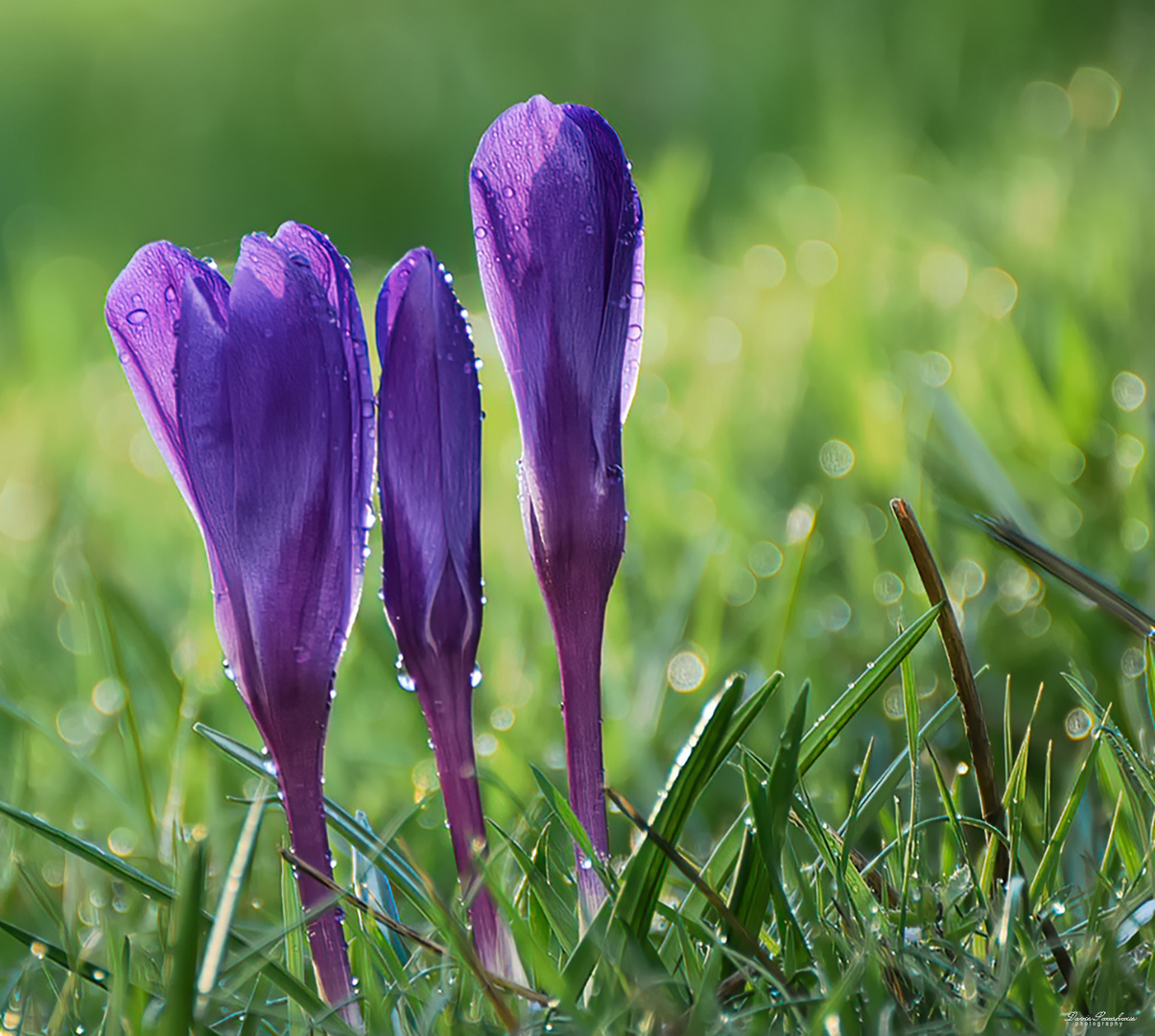 Zum meteorologischen Frühlingsanfang