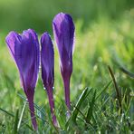 Zum meteorologischen Frühlingsanfang