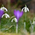 Zum meteorologischen Frühlingsanfang