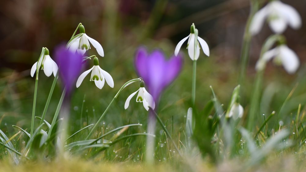 Zum meteorologischen Frühlingsanfang