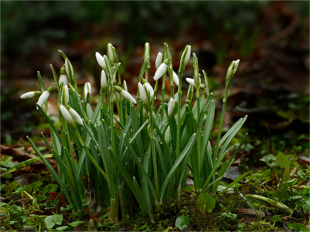 Zum "meteorologischen Frühlingsbeginn" am 1. März