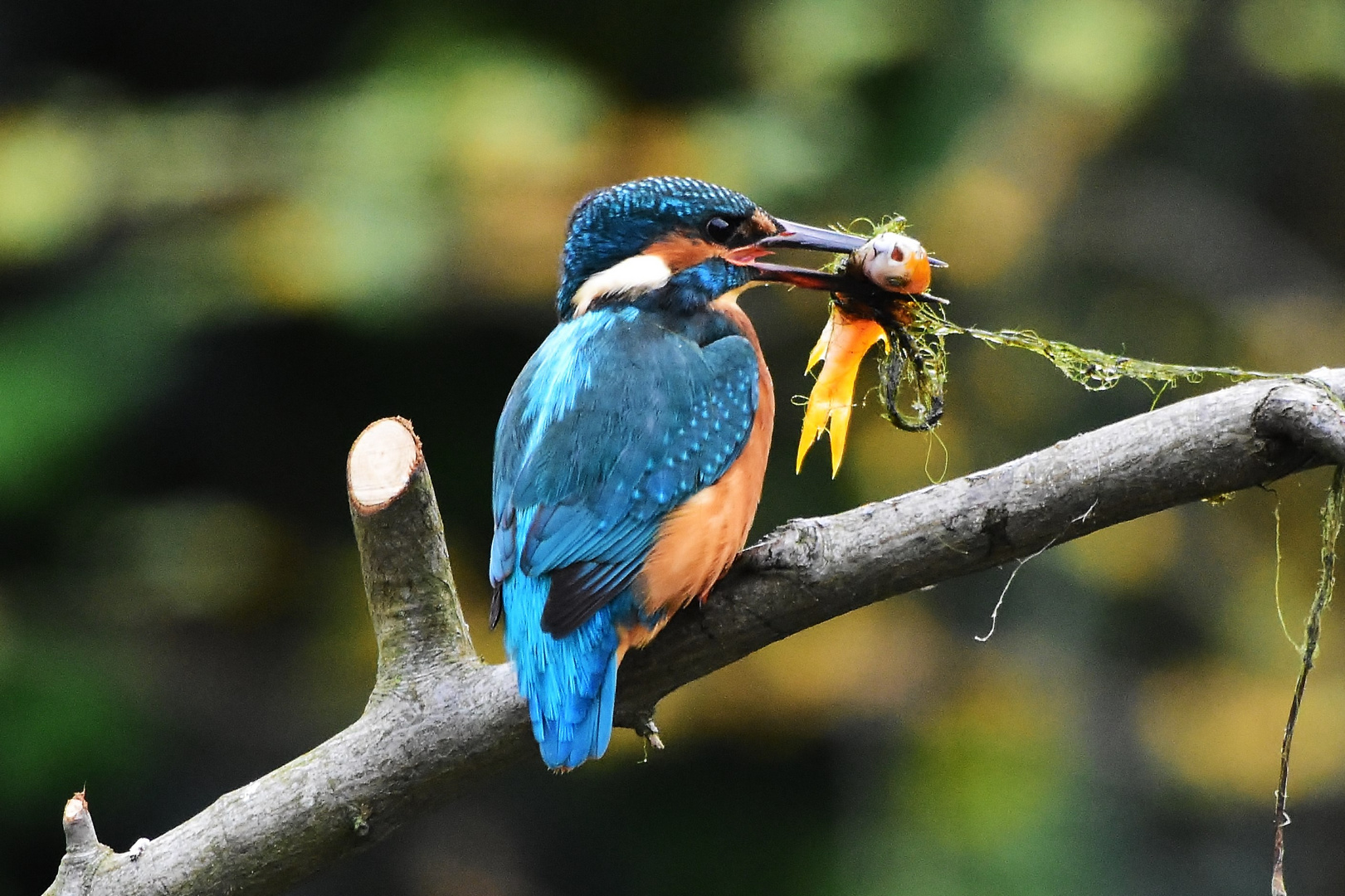 Zum Mittag gibt es Fisch mit Gemüse aus dem Garten