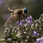 Zum Mittag Lavendel