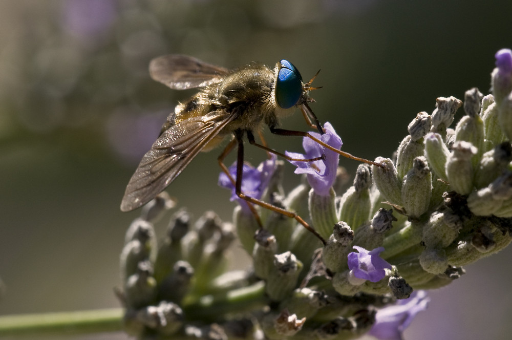 Zum Mittag Lavendel