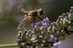 Zum Mittag Lavendel