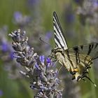 Zum Mittag Lavendel II