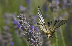 Zum Mittag Lavendel II