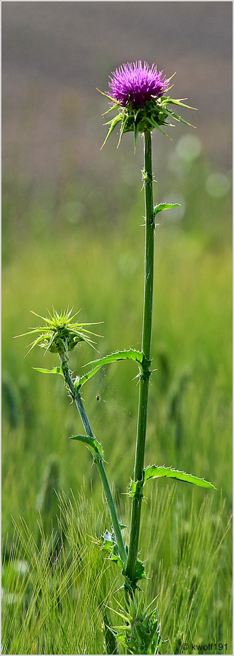 Zum Mittwoch die Distel...