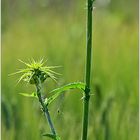 Zum Mittwoch die Distel...