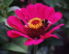 Zum Mittwoch ein Herbstblümchen