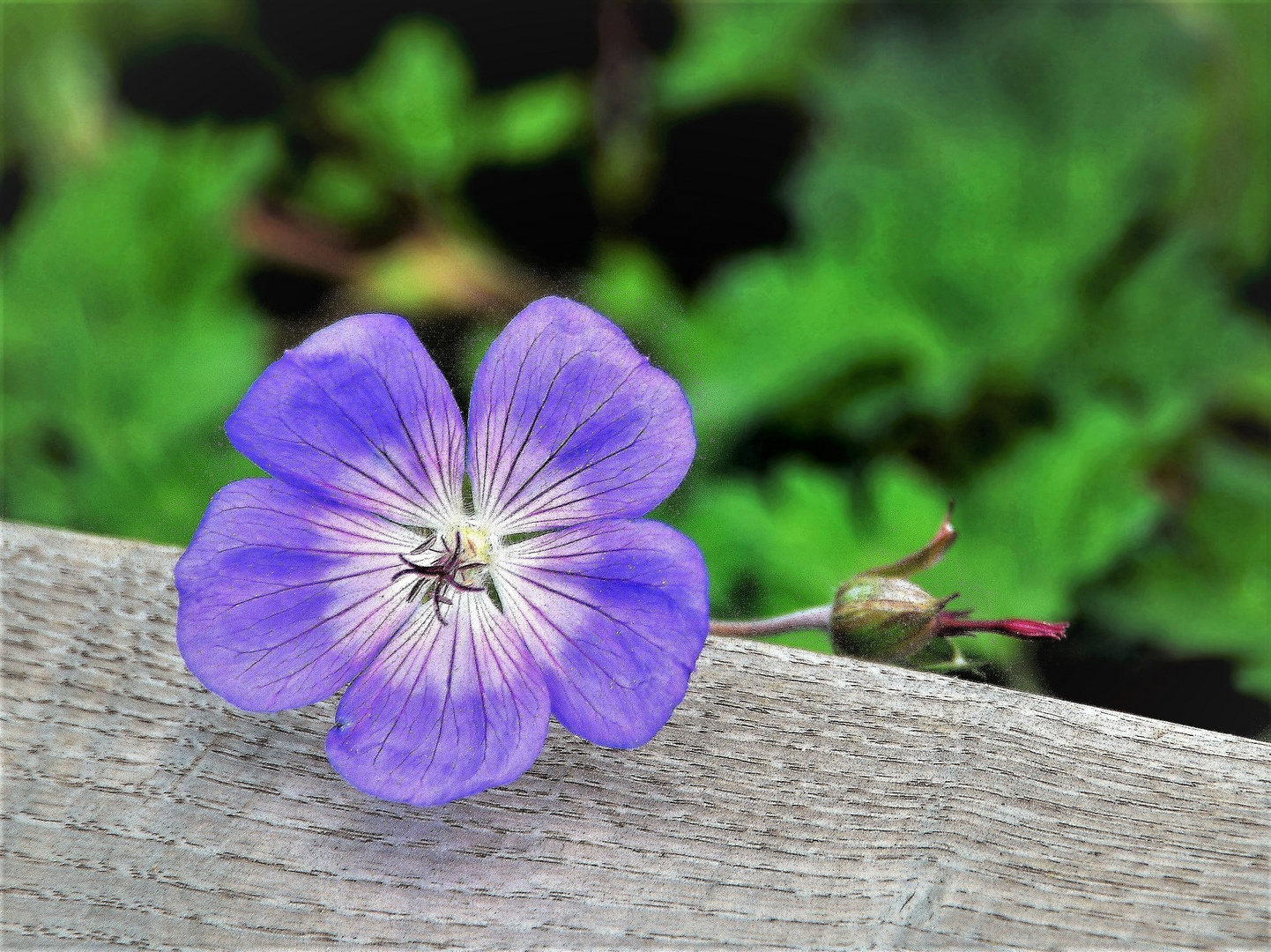 Zum Mittwoch eine Blüte vom  Storchenschnabel.